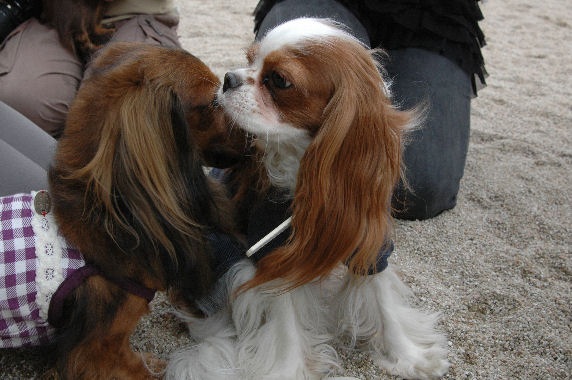 サスケくん・りょうたくん