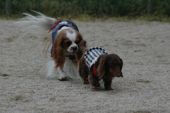 バディくん・あゆきちゃん