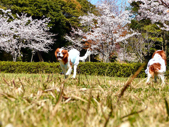 ケイティはしる