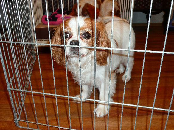 うめちゃん・こうめちゃん