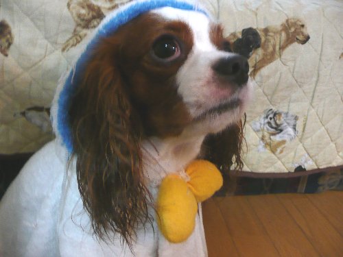 07.7furoagari.sakana 048.jpg