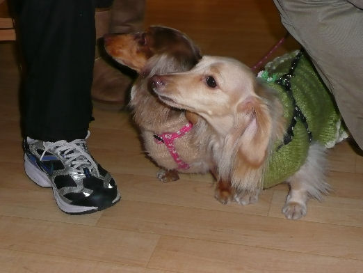 プリン・ココアちゃん