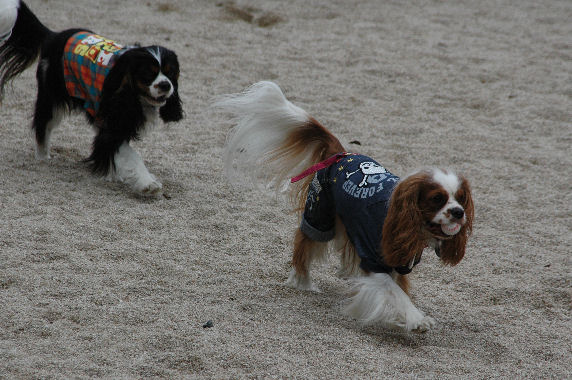 くぅちゃん・バディくん