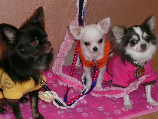 チョコラ・シエル・サイファくん