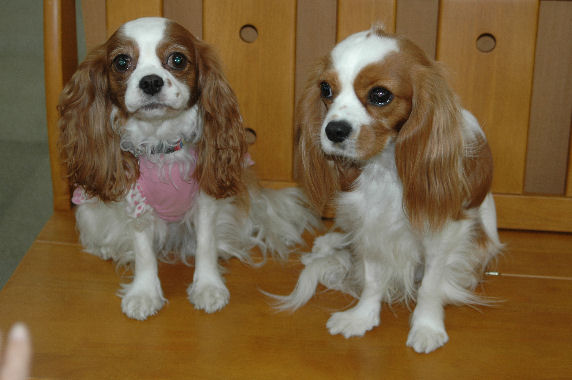 アリス・シンちゃん