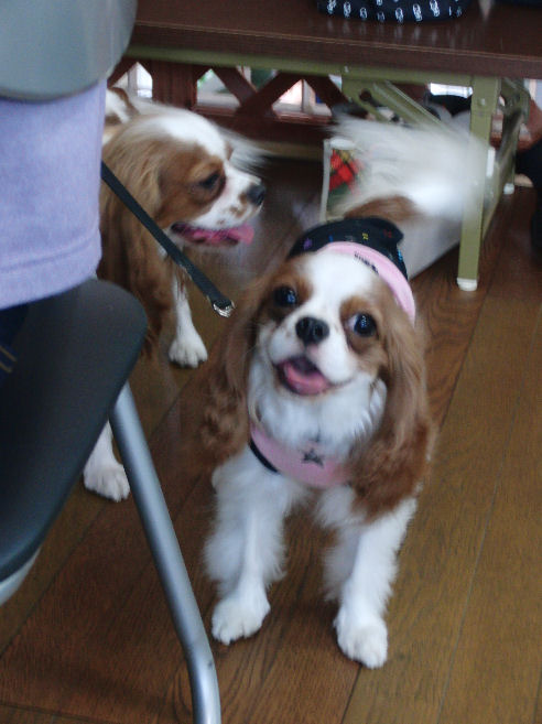 バディ・サスケくん