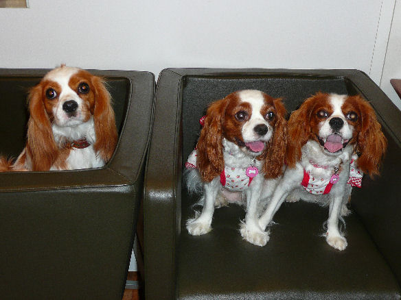 シンちゃん・アリス・ケイティ