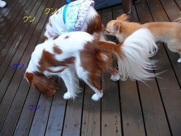 シンちゃん・ケイティ