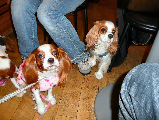 ノエルちゃんとアリス