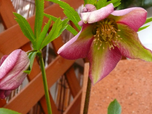 クリスマスローズ