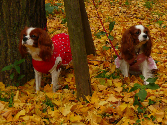 アリス＆ケイティ