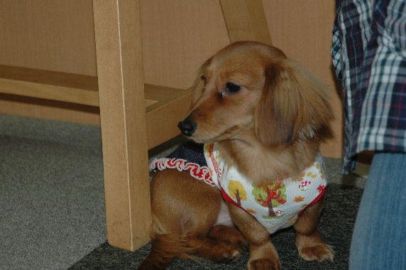 シュシュちゃん