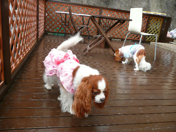 アリス＆ケイティ