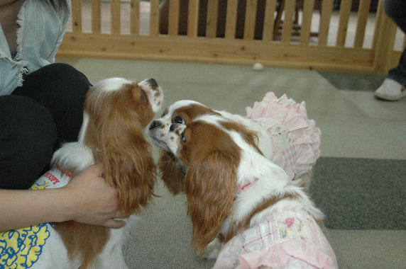 アリス.ケイティ.バディくん