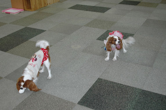 アリス＆ケイティ