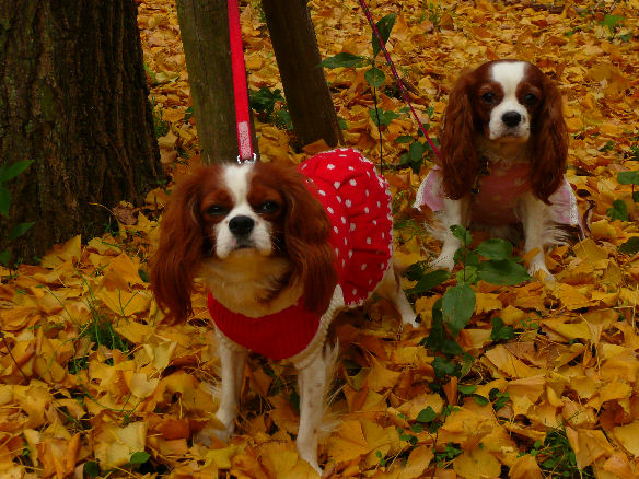 アリス＆ケイティ