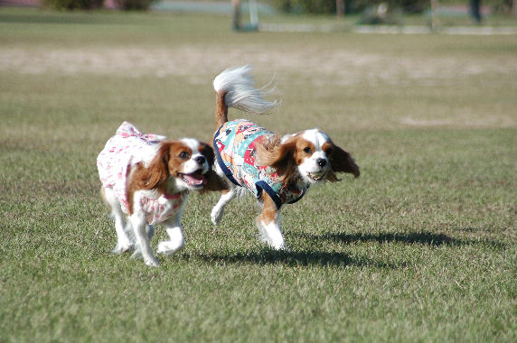 シンちゃん・ケイティ