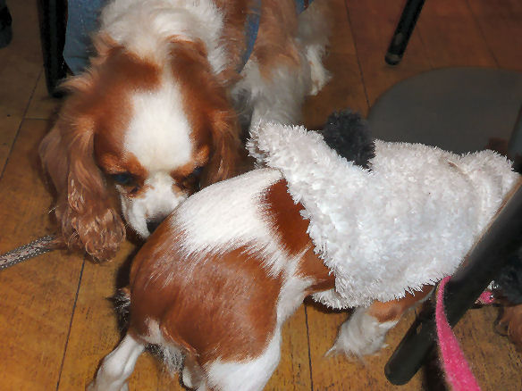 ノエルちゃんとケイティ