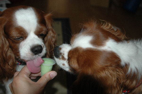 アリス＆ケイティ