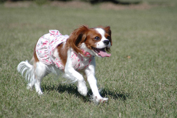 ケイティはしる