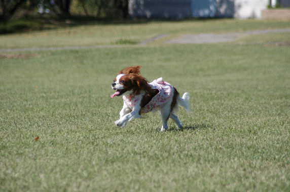 ケイティはしる