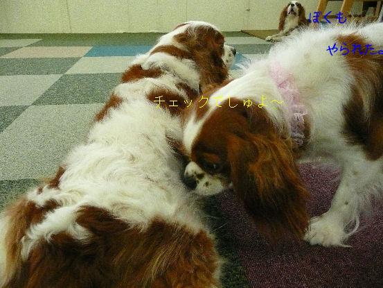 ノアくん・ケイティ