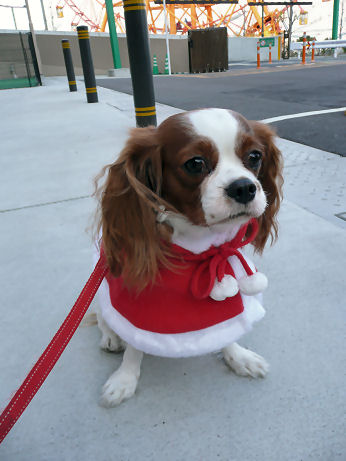 maron&alice sannta 007.jpg