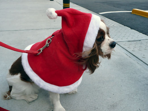 maron&alice sannta 008.jpg