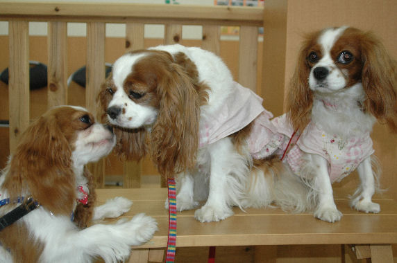 アリケイ・サスケくん