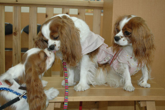 アリス＆ケイティ