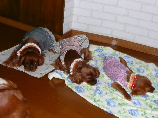 レディちゃん・アンナちゃん・ナナちゃん