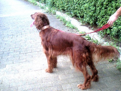 konpira.sanpo 029.jpg