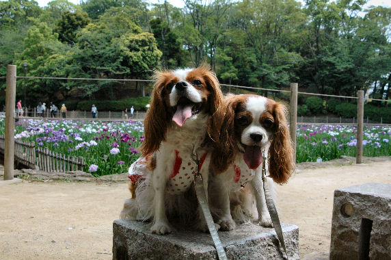 アリス＆ケイティ