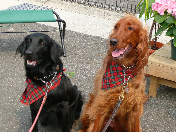 あずきちゃん・カリンちゃん