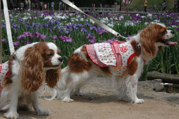 アリス＆ケイティ