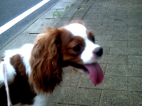 konpira.sanpo 033.jpg