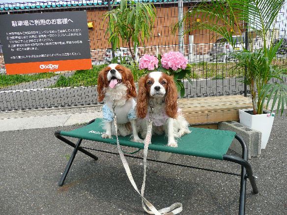 アリス＆ケイティ