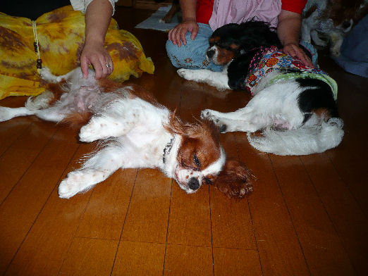 けんたろうくん・エルフちゃん