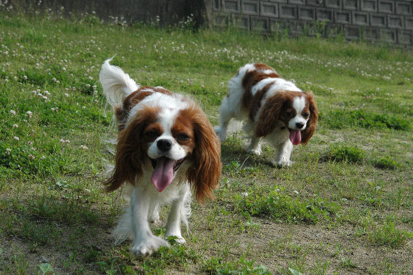 アリス・ケイティ