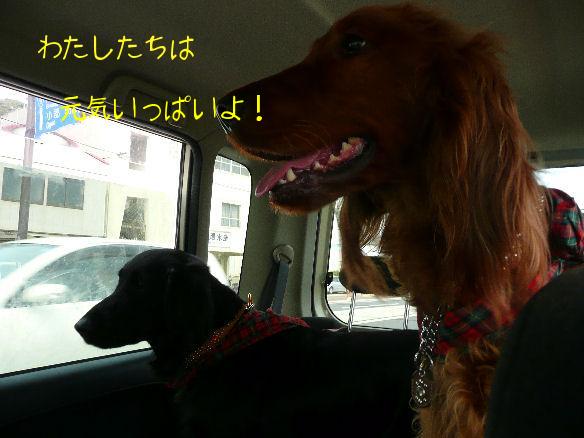 あずきちゃん・カリンちゃん