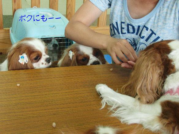 バディくん・サスケくん