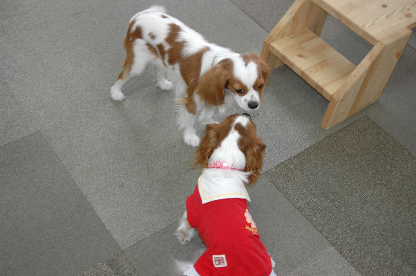 シンちゃん・ケイティ