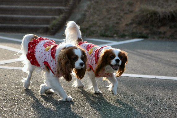 アリス＆ケイティ