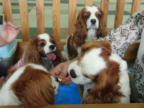 ノア・ライフくん