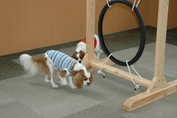 シンちゃん・ケイティ