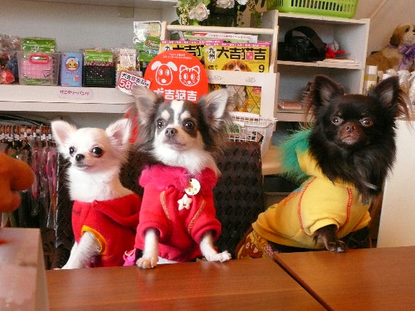 チョコラくん・シエルちゃん・サイファくん