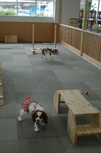 シンちゃん・アリス