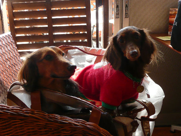 りょう太くん・あゆきちゃん