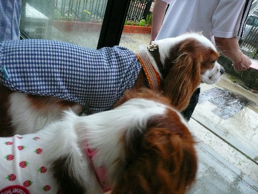 シンちゃん・ケイティ