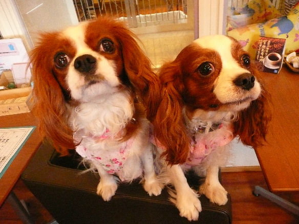 アリス＆ケイティ